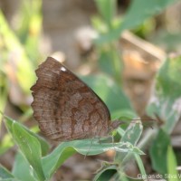 Ariadne ariadne Linnaeus, 1763